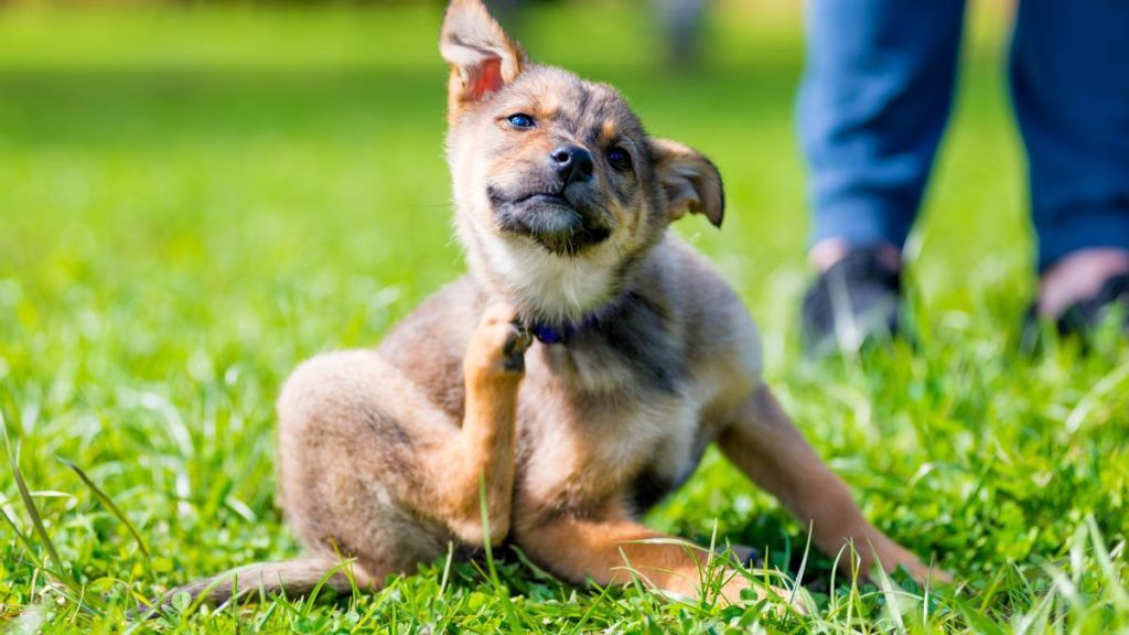 Coceira em Cães Causas Sintomas e Tratamentos Mundo dos cachorros