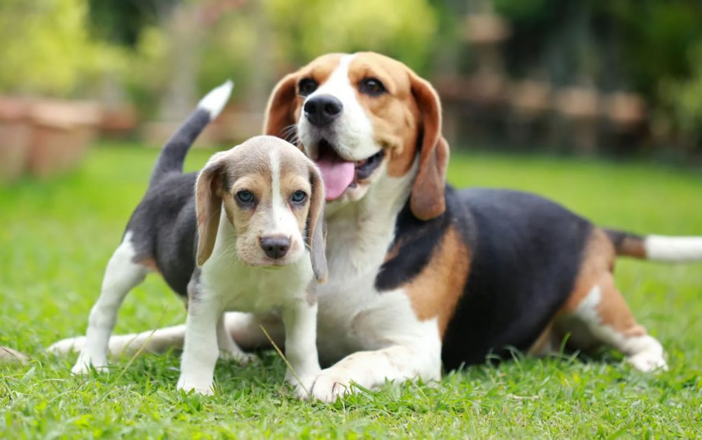 Cães Da Raça Beagle E Suas Características – Mundo Dos Cachorros