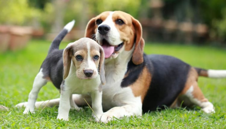 Cães da raça Beagle e suas características