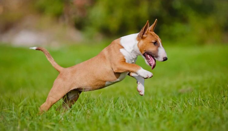 Bull Terrier e as suas características