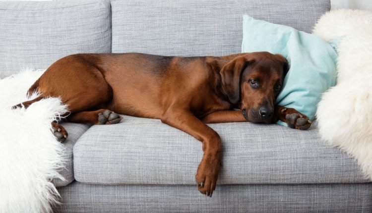 Ensinar o Cão a Não Subir no Sofá