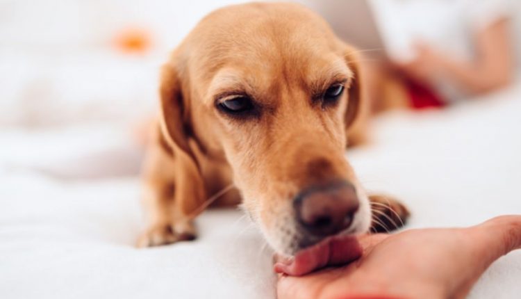 Saliva de cachorro cura ferida humana?