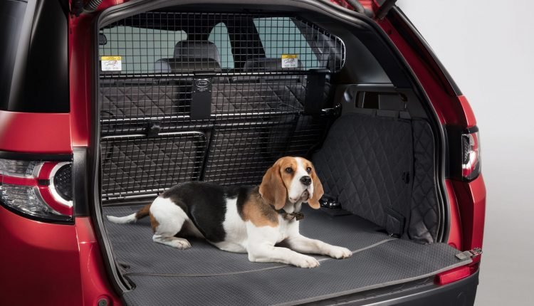 Como transportar o cachorro no carro