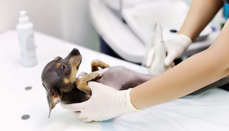 Colite Ulcerativa em Cães o que é?