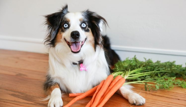 Os cães podem comer cenoura?