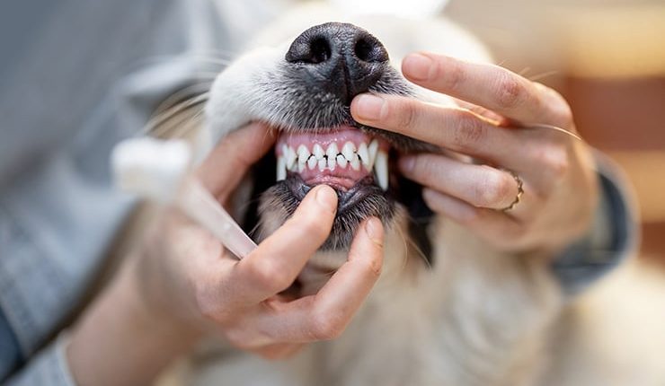 Dentes de Cães, tudo o que deve saber