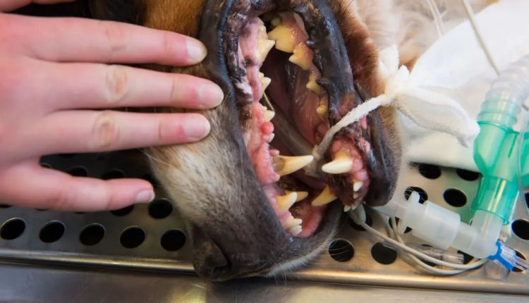 Limpeza Dentária Profissional em cachorros