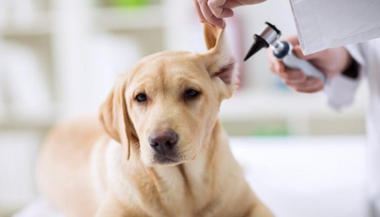 Otite Canina: Causas, Sintomas, Diagnóstico e Tratamento