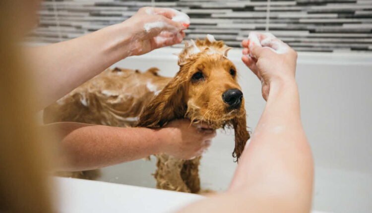 Dar Banho ao Cachorro