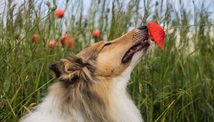 Exercitar o olfato dos cães | Veja como