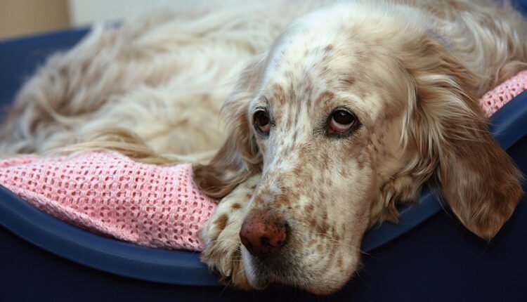 Hepatite Canina, Causas, Sintomas e Tratamentos