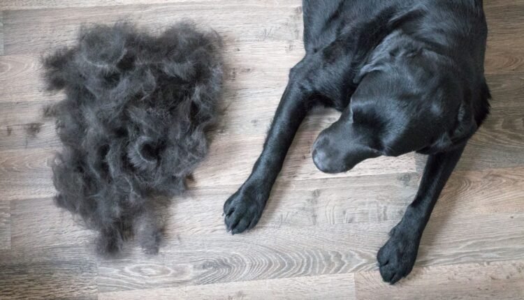 O que provoca queda de pelo em cachorros