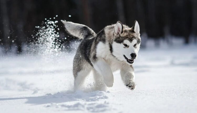 raça Husky Siberiano